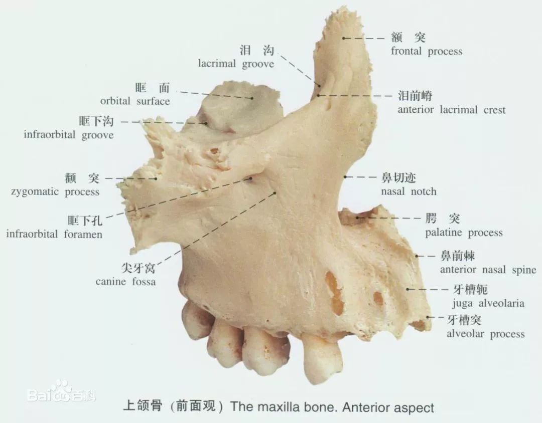颌骨质量分级，深入了解与应对