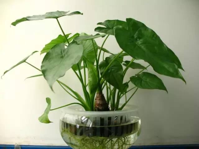 成都室内植物的魅力与种植指南