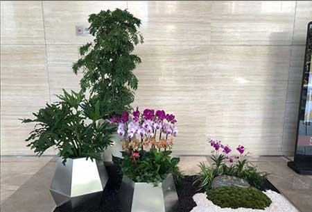 室内绿化租摆，美化生活的新选择