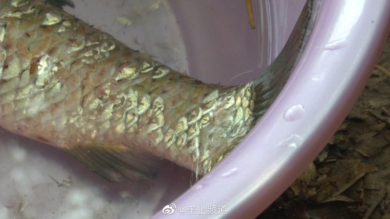 夏季鱼塘养殖技巧，提高产量的关键策略