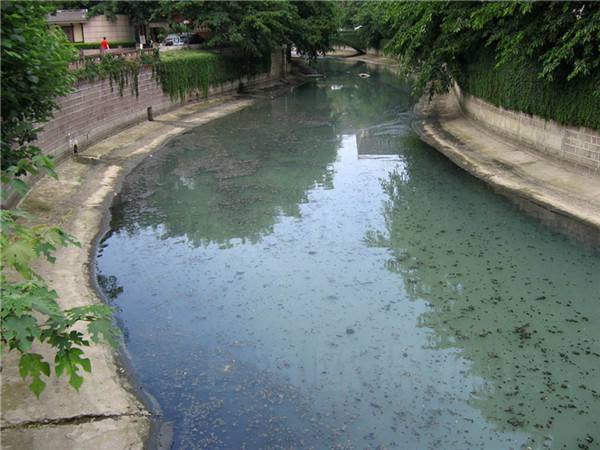 夏季鱼塘死鳙鱼的成因分析及应对策略