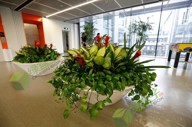 室内绿植花卉公司，绿色生活的引领者