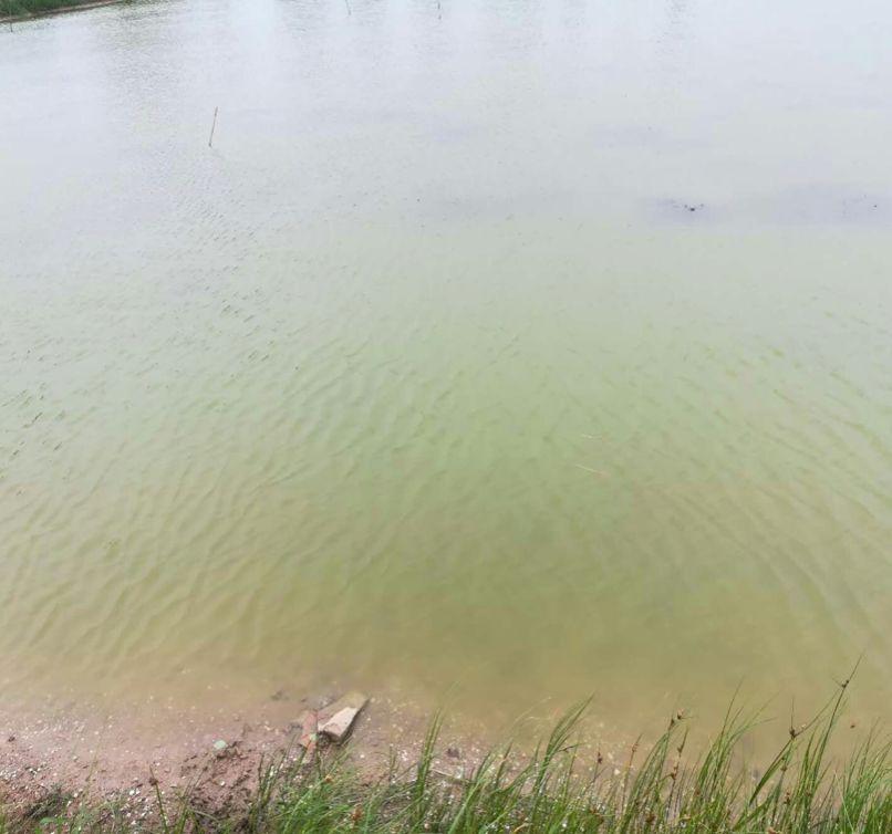 新塘夏季肥水管理攻略