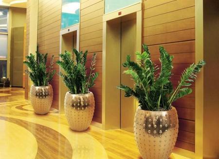 室内植物租赁，美化生活的新选择