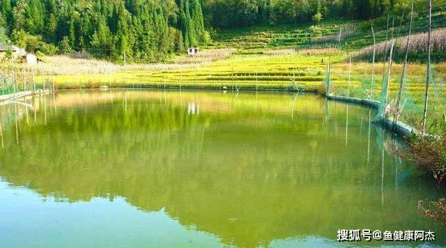 夏季鱼池养殖管理，策略与实践