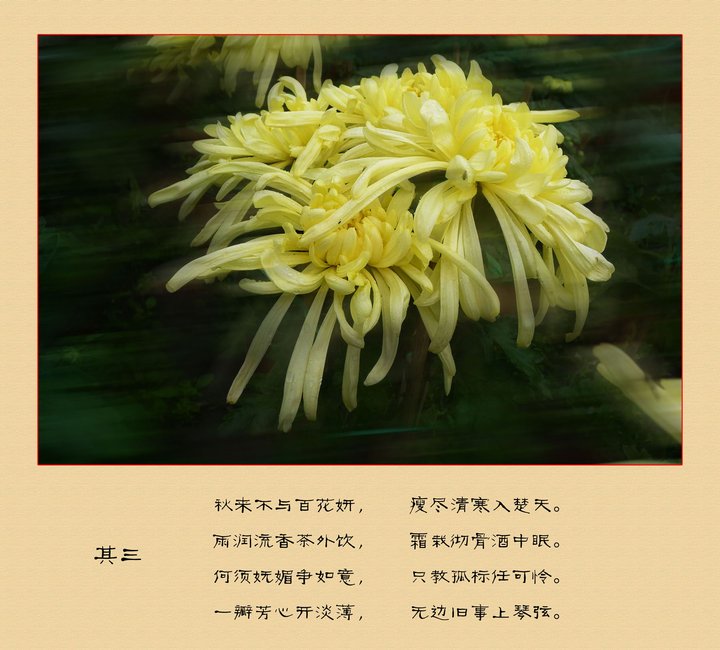 关于菊花的小诗