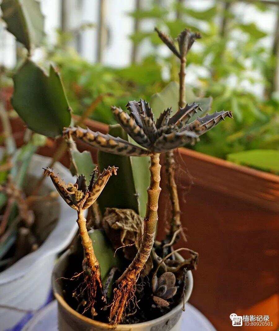 落叶生根花的生命奇迹