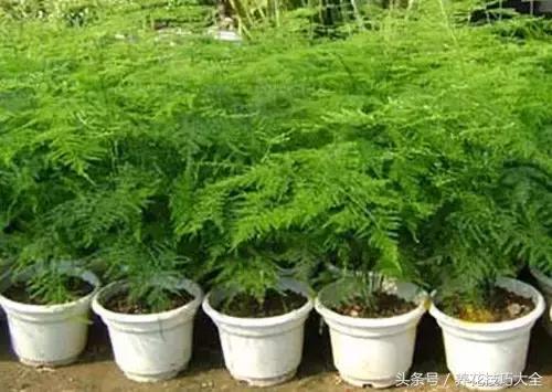 文竹落叶，一种别样的生命之美