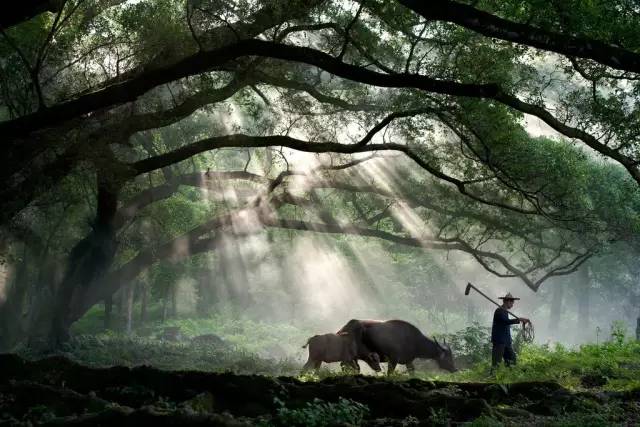小诗派，一种独特的文学风景