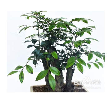 招财树落叶怎么办