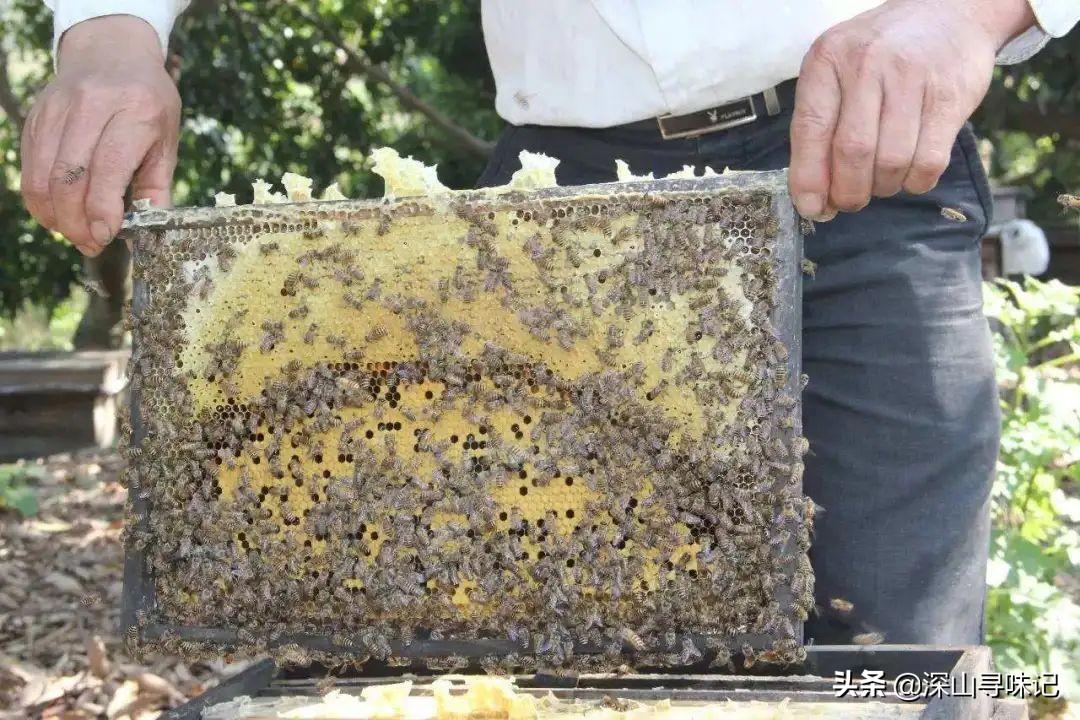 意蜂最佳采蜜群，探索采蜜效率与生态平衡的关键要素