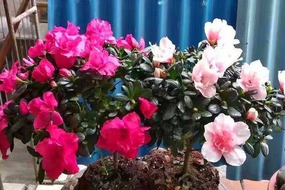 杜鹃花冬天落叶吗？——解析杜鹃花的生长习性与季节变化