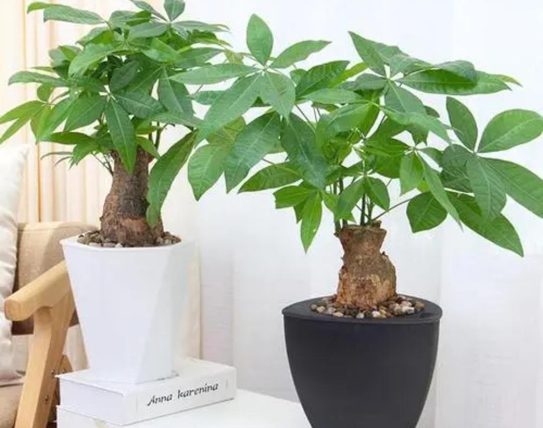 招财树落叶子的奥秘与启示