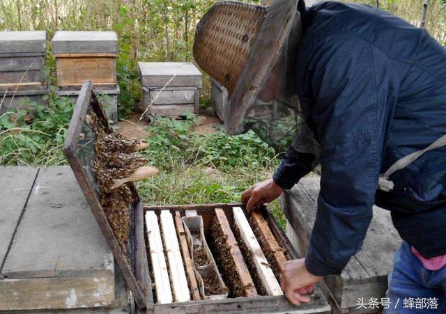 中蜂最佳蜂箱，研究与应用