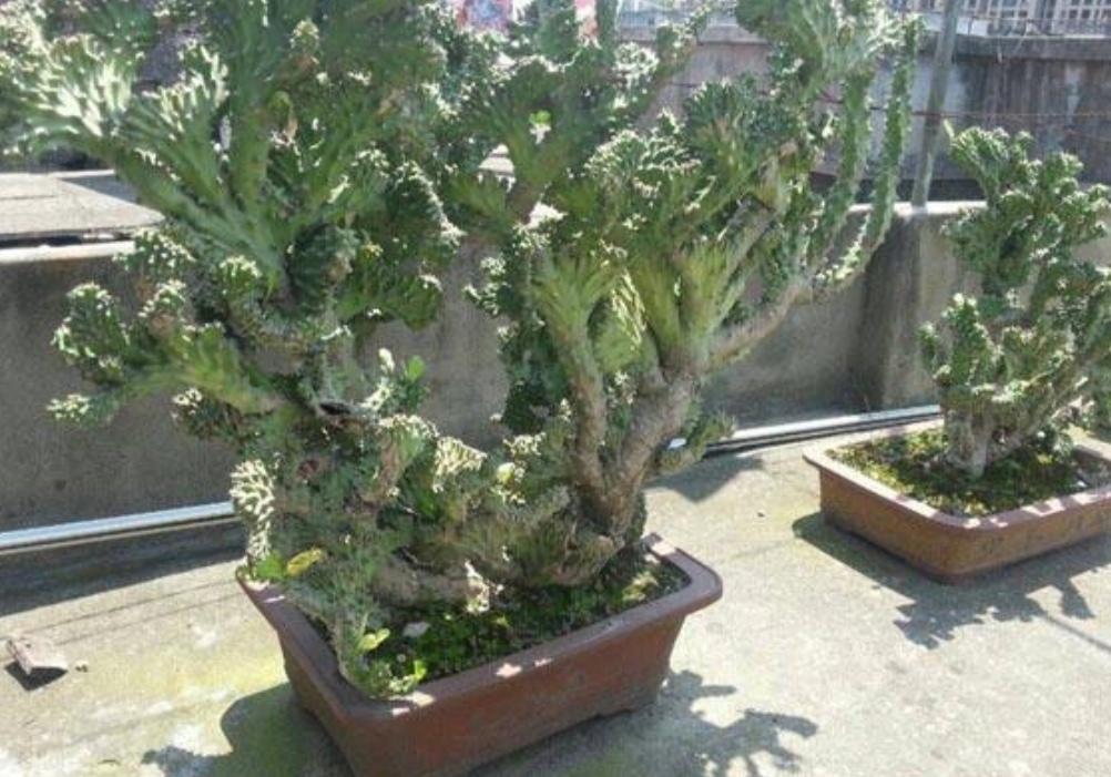 玉麒麟边缘发黄的原因及应对之策