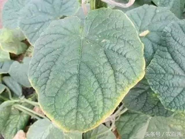 茉莉叶子边缘发黑，原因解析与解决方案
