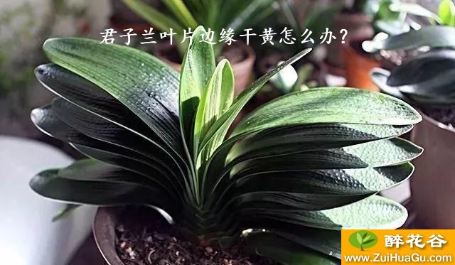 君子兰叶子边缘发黄的原因及应对策略