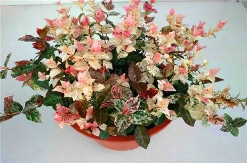紫薇叶子边缘变红，色彩变化的奥秘与欣赏