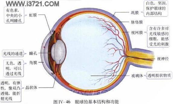 视网膜细胞大小与视觉质量的关系