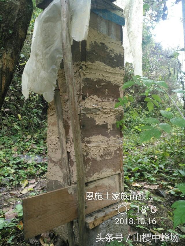 中蜂过冬最佳方法