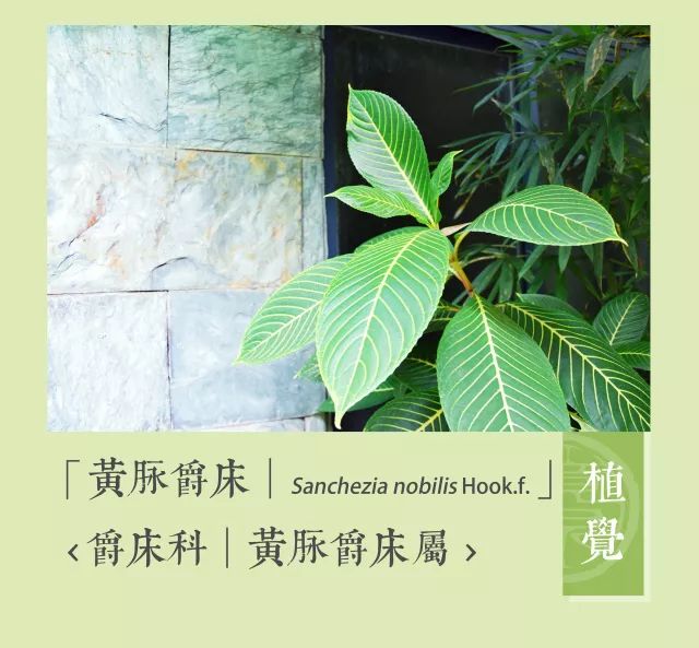 新叶边缘的黄色启示
