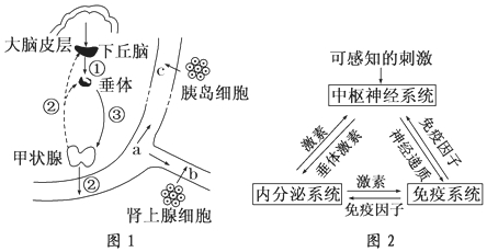 甲强龙的代谢时间与人体生理机能研究