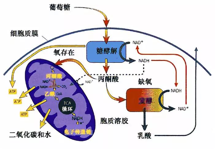 代谢亢进，身体内部的能量革命