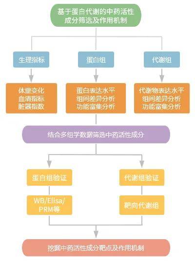 促进代谢的药物，理解其重要性及如何应用