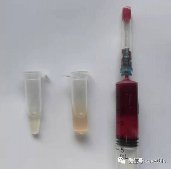 南美血清，探究与停止的重要性