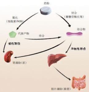 药物代谢干净的时间，深入了解药物在体内的过程