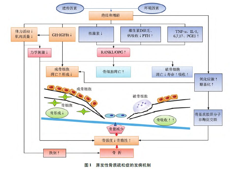 胃复安代谢，机制、影响因素与优化策略