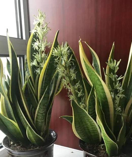 金边虎皮兰养护指南，打造优雅家居绿植