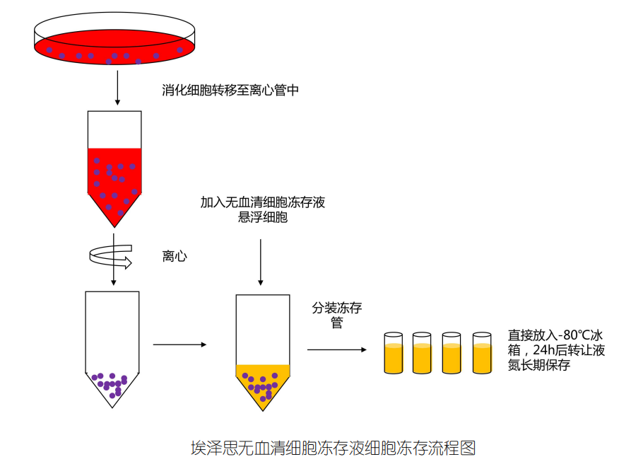无血清冻干技术，引领生物医学新时代