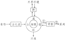 代谢慢的表现，身体与生活的微妙变化