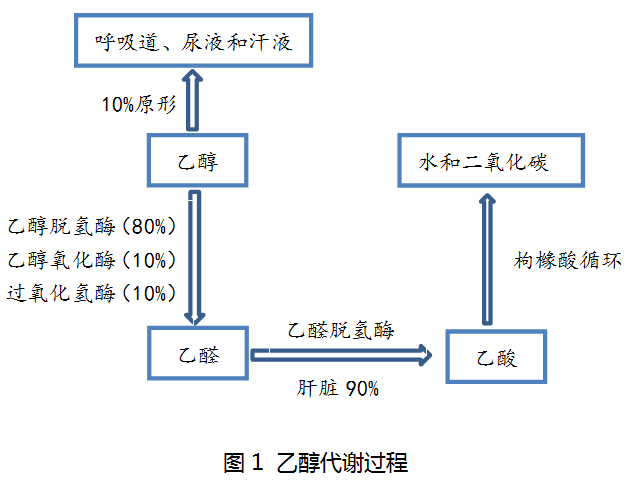 抗生素的代谢完成时间，深入了解与关注