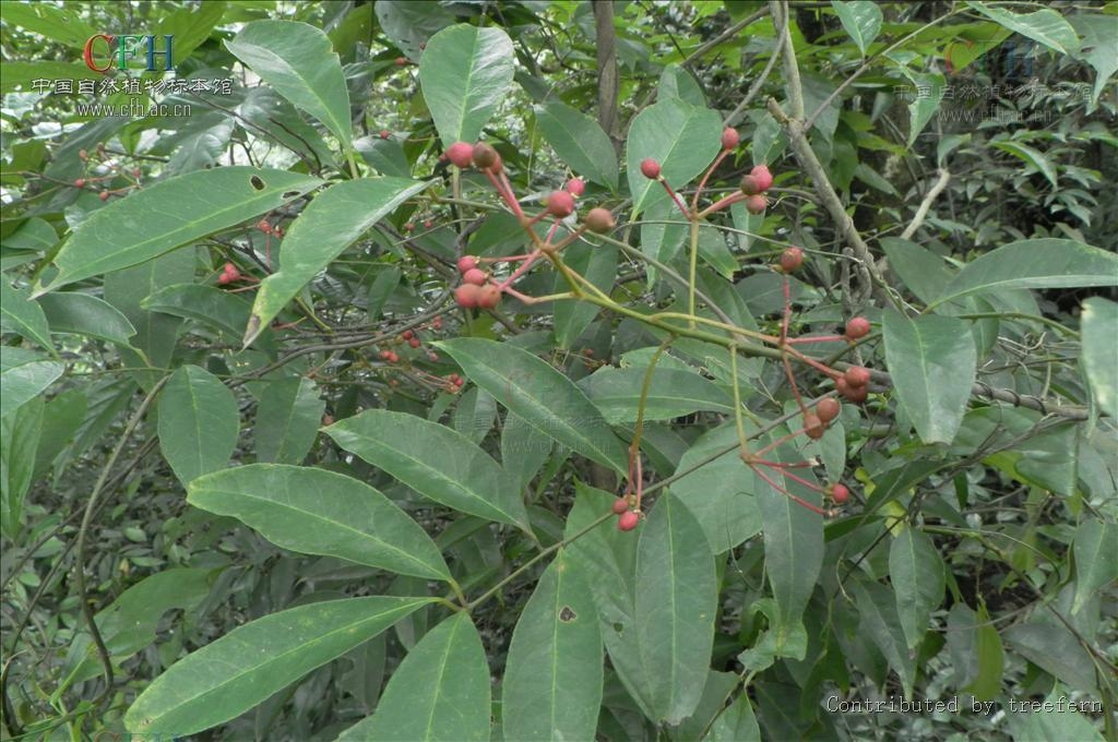 雄黄莲中草药图，传统医药中的瑰宝