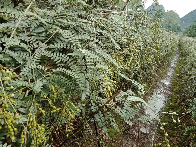 黄莲苦参山豆根，传统中药材的神奇组合