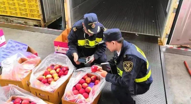 海关进口水果标准，保障质量与安全的双重防线