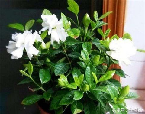 栀子花肥大了怎么办？原因分析及解决策略