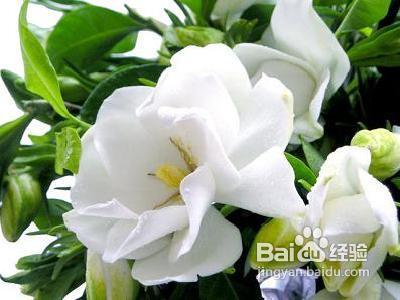 怎样自制花肥料
