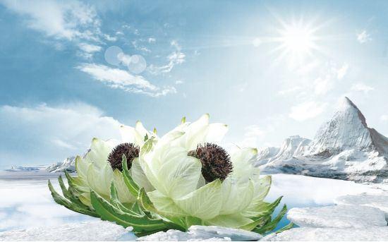 雪莲的神奇疗效，揭示古老草本植物的奥秘与功效