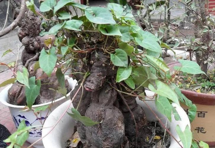 首乌的疗效，传统医学中的神奇草本