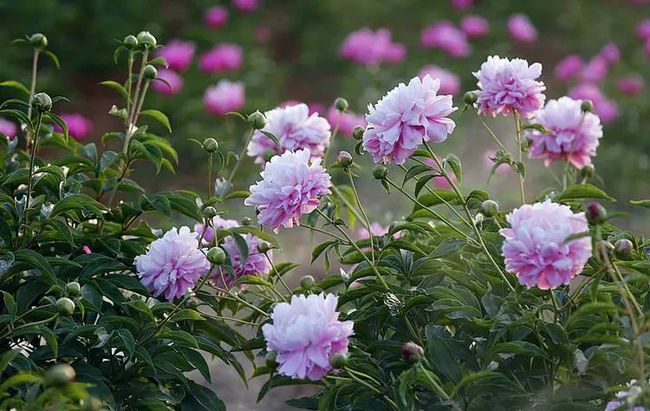 花肥与叶子的共生共荣——探寻植物生长的奥秘