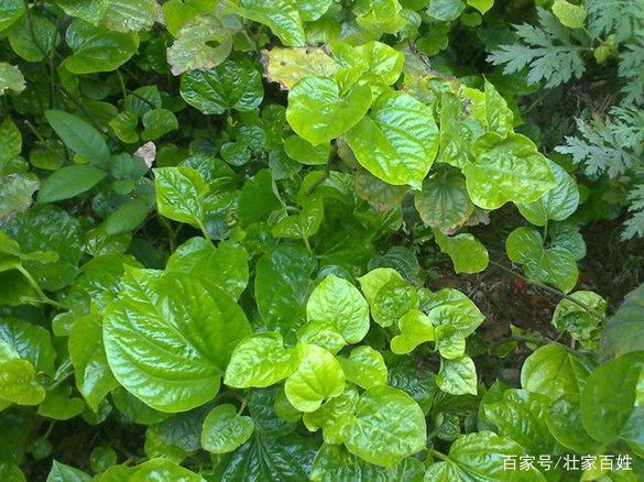 农村有什么草药，草药宝藏探寻