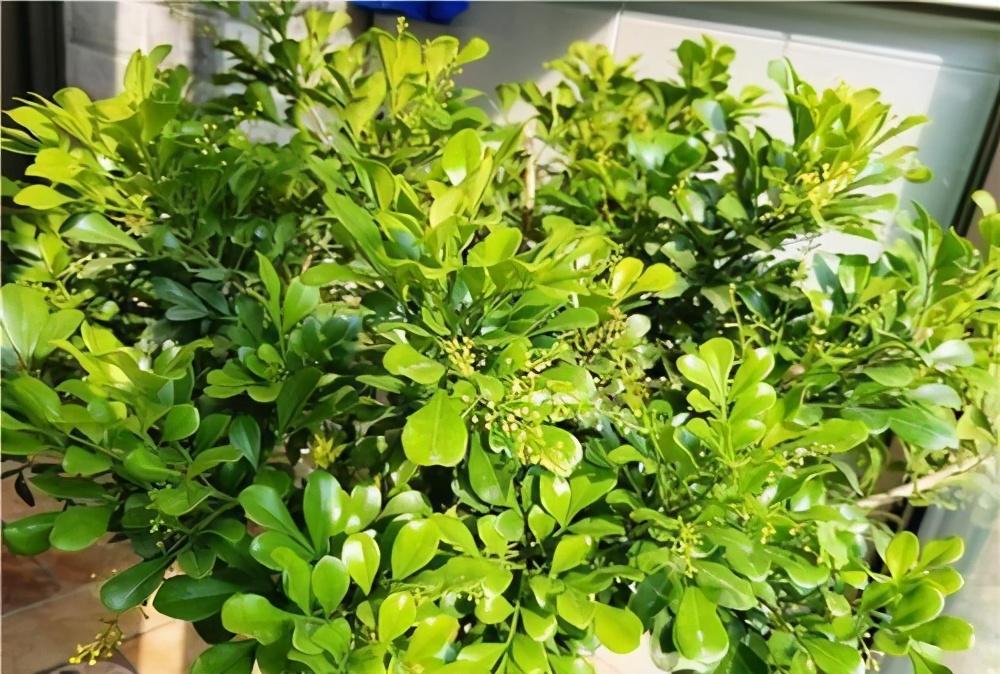 啤酒花肥的制作方法，一种环保高效的植物营养来源