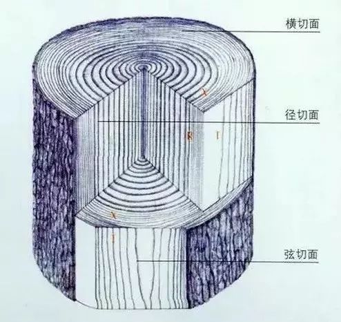 大漆珠的木材来源与特性解析