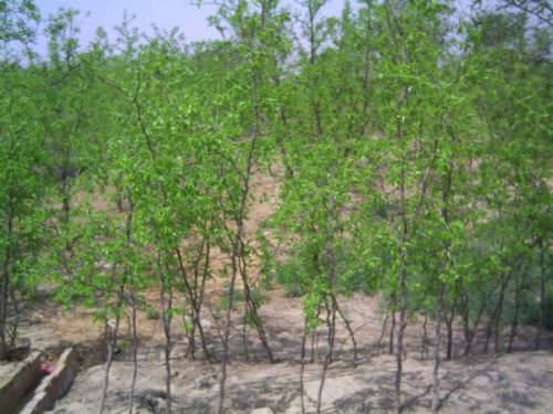 桑枣树木材的特点及应用探讨