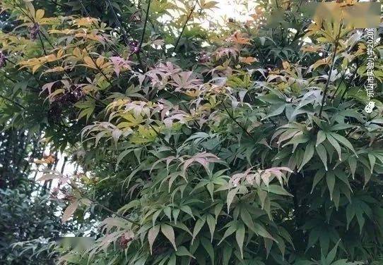 野枣树木材，自然之宝与人类之益