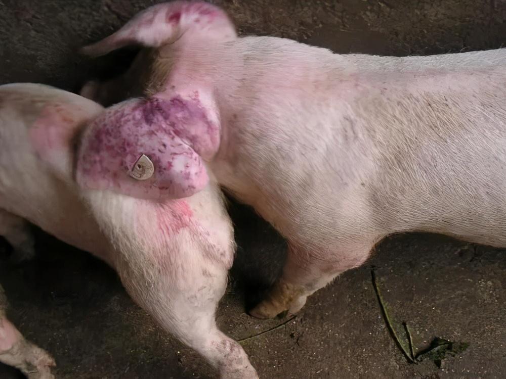 猪的种类名称大全，深入了解家养与野生猪种