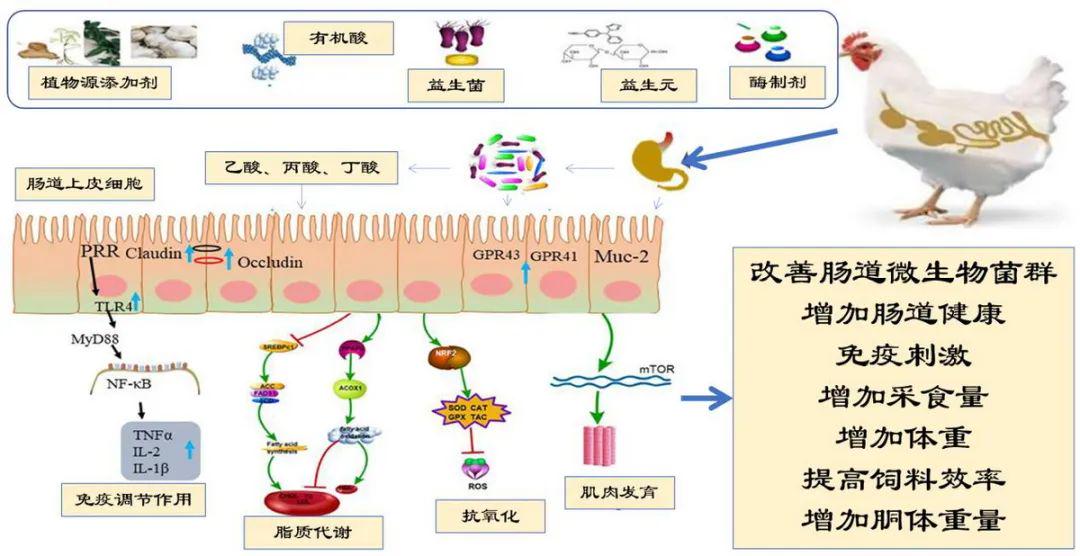 鸡饲料中的抗生素种类及其应用